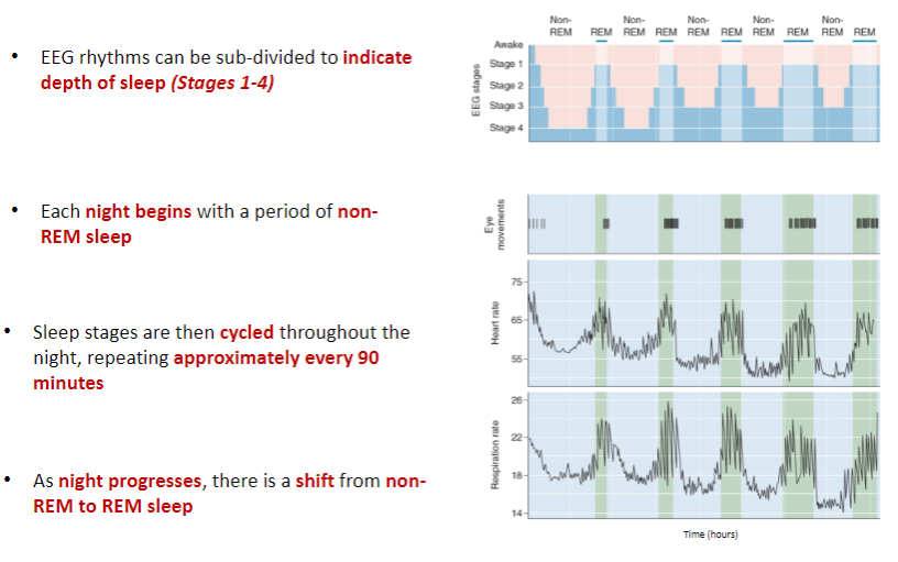 <p><strong>EEG Rhythms:</strong> These can be sub-divided to indicate different stages of sleep (Stages 1-4).</p><p><strong>Non-REM Sleep:</strong> Each night starts with a period of non-REM sleep.</p><p><strong>Sleep Cycle:</strong> Sleep stages cycle throughout the night, repeating approximately every 90 minutes.</p><p><strong>Shift to REM Sleep:</strong> As the night progresses, there is a shift from non-REM to REM sleep.</p>