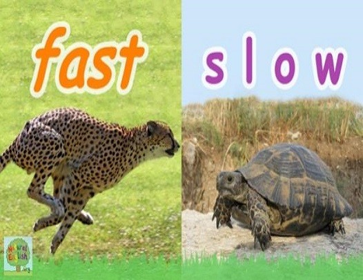 <p>fast and slow</p>