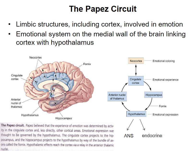 <p><strong>Limbic structures</strong>: Involved in emotion, including areas of the cortex.</p><p><strong>Emotional system</strong>: Located on the medial wall of the brain, linking the <strong>cortex</strong> with the <strong>hypothalamus</strong>.</p>