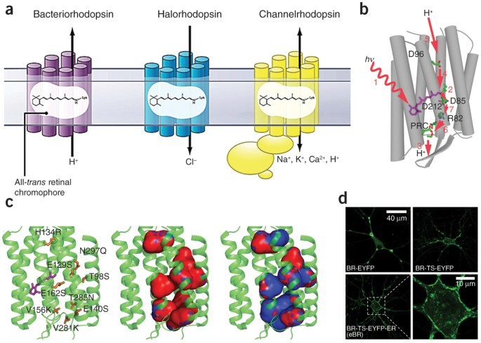 <p>G-protein coupled receptors that convert light to nerve impulses</p>