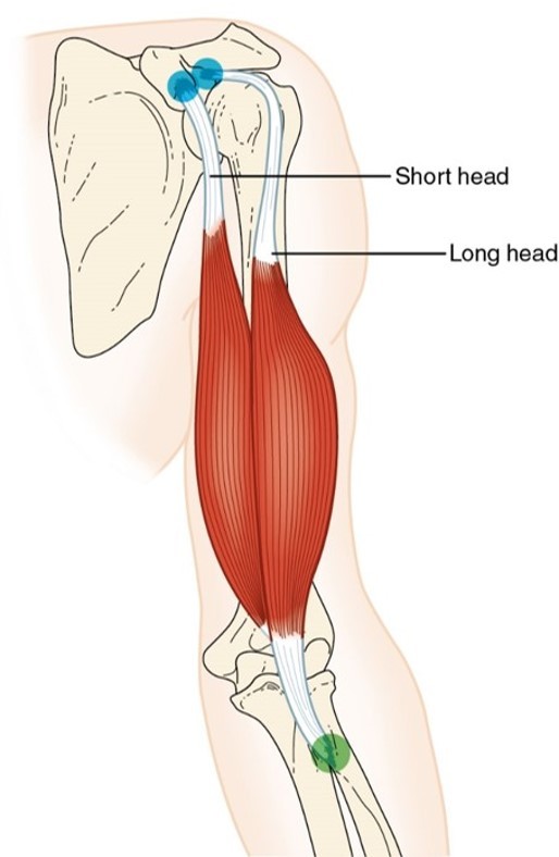 <p>biceps brachii</p>