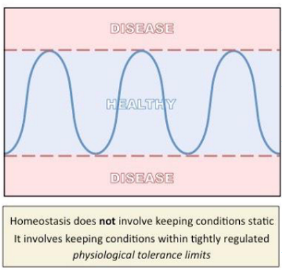 <p>&nbsp; the ability to maintain relatively stable conditions in the internal environment (despite changes in external environment)</p>