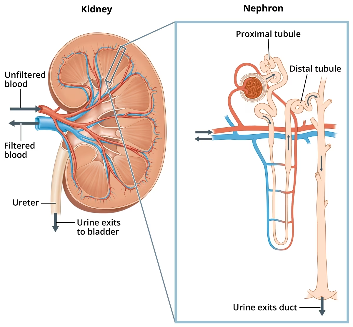 <p>★Tubular secretion of drugs mainly occurs in the proximal tubule (PT) of the kidney.</p>