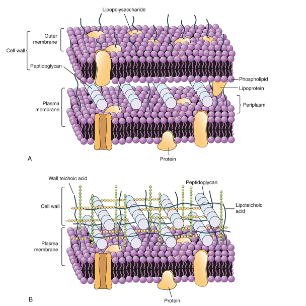 <p>Which one is gram positive, and gram negative bacteria? </p>