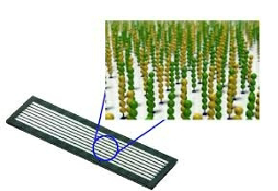 <p><strong>Hybridization</strong>: The DNA library fragments are hybridized to the flow cell surface.</p><p><strong>Challenge</strong>: Individual DNA molecules are too small to be visualized directly, making amplification necessary.</p><p><strong>Goal</strong>: To amplify the fragments to a size large enough for detection.</p>