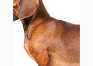 <p>dachshund</p>