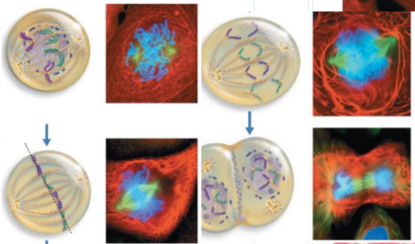 <p>Interphase: G1, S, G2, M </p><p>then during M stage is mitosis: Prophase, metaphase, anaphase, telophase </p>