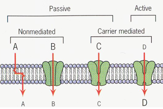 <p>-Passive vs Active</p><p>-Non-mediated vs Carrier mediated</p>