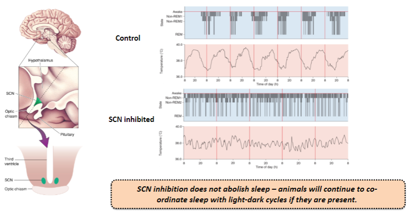 <p><strong>Location and Function</strong>: The SCN is a small nucleus in the hypothalamus that synchronizes circadian rhythms with the daily light-dark cycle by receiving retinal innervation.</p><p><strong>Role in Sleep Coordination</strong>: Inhibition of the SCN does not abolish sleep, as animals will continue to coordinate sleep with light-dark cycles if those cycles are present.</p><p><strong>Light-Dark Synchronization</strong>: The SCN helps to maintain synchronization between internal biological rhythms and external environmental cues such as light.</p>