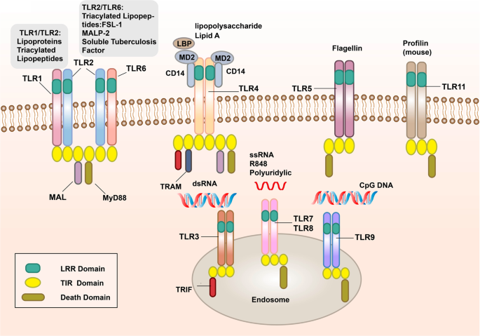 <p>-Toll-like receptors (TLRs)</p><p>Located on  the plasma membrane and endosomal membrane</p><p>-C-type lectin receptors (CTLRs)</p><p>e.g. mannose receptor</p><p></p><p>-NOD-like receptors (NLRs)</p><p>Reside as free proteins in cytoplasm</p><p></p><p>-RIG-like helicase receptors (RLRs)</p><p>Cytosolic receptors for viral dsRNA</p><p></p><p>-Scavenger receptors</p><p>Various bacterial wall components (CD14 scavenges LPS-LBP)</p>