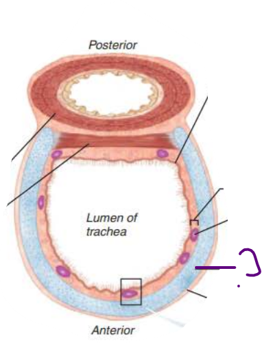 <p>in the trachea, the _____ __ _________ ________ prevent the trachea from ___________ and keeps the _______ _____ despite ___________ _________</p>