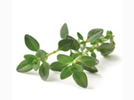 <p>thyme</p>