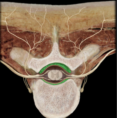 <p>Where is the Epidural Space?</p>