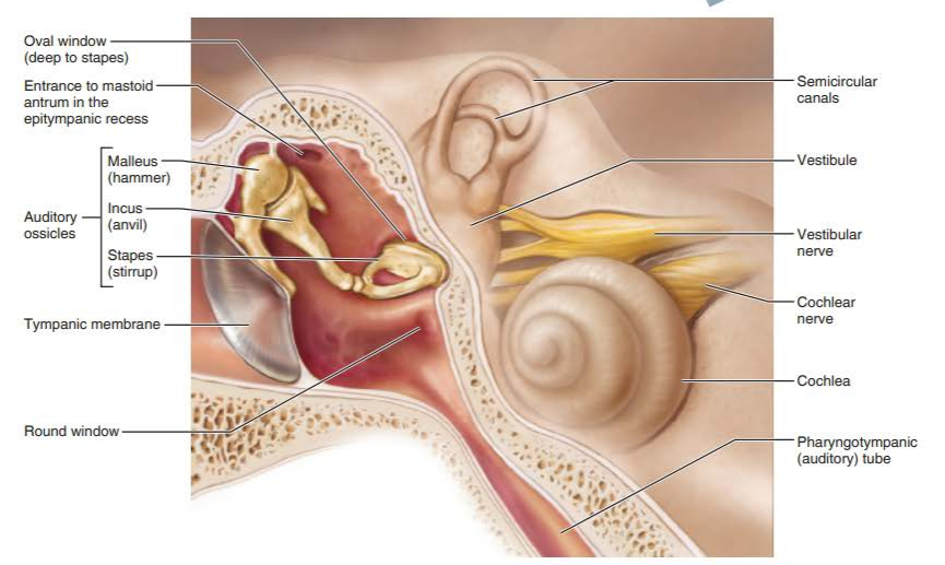 <p>transfers sound energy to the middle ear</p>