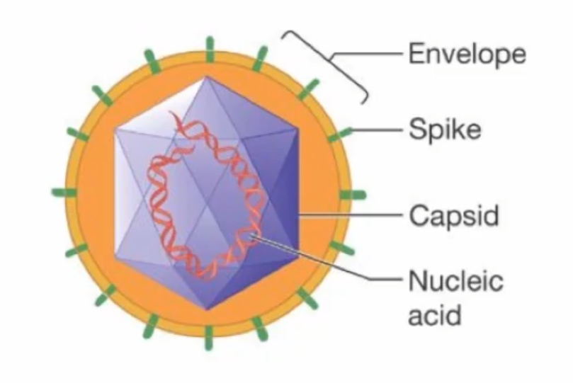 <p>They are usually made from the carbohydrates and lipids from the host. While the protein spikes are virally-encoded</p>