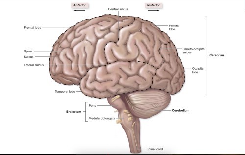 -cerebrum
-diencephalon
-brain stem
-cerebellum