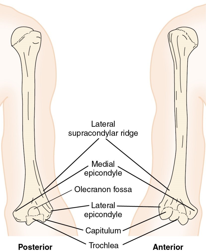 <p>bony landmarks of the humerus (distal): spiral groove</p>