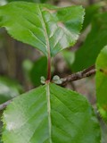 <p><em>Viburnum rufidulum</em></p><p>simple/opposite</p>