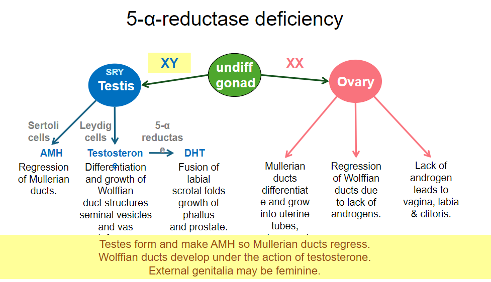 <p>Testosterone acts to promote the formation of internal male structures.</p>