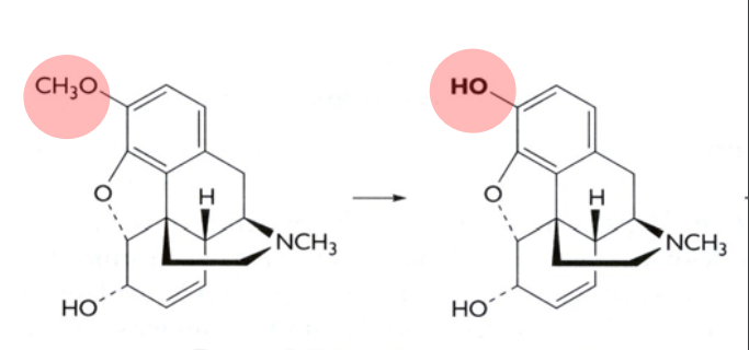 <p>What kind of reaction is this? What phase does this occur?</p>