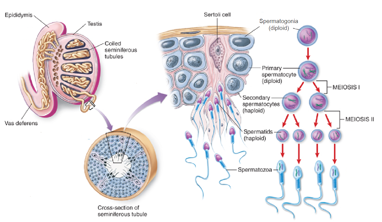 <p>They are found on the basement membrane of the seminiferous tubules.</p>