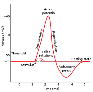 <p>1. Distribution of ions</p><p>2. Voltage differential (at equilibrium differential = 0).</p><p>These forces drive action potential.</p><p>Between each action potential the cell recovers.</p>
