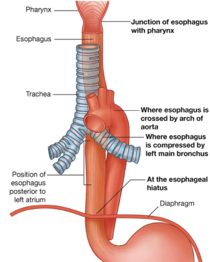 <p>𖹭 Skeletal muscles surround the esophagus below the pharynx (the upper third), while smooth muscles surround the lower two-thirds of the esophagus</p>
