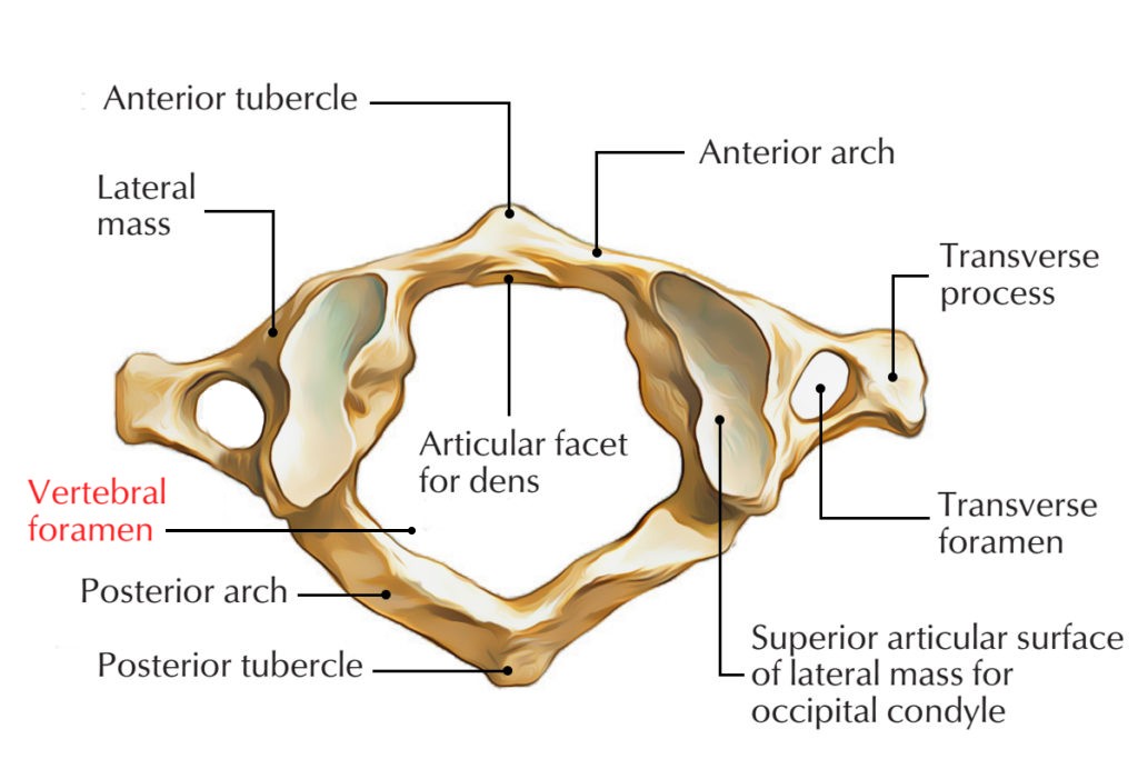 <p>hole through which blood vessels, nerves and ligaments pass through.</p><p>ex: vertebral foramen of cervical vertebrae</p>