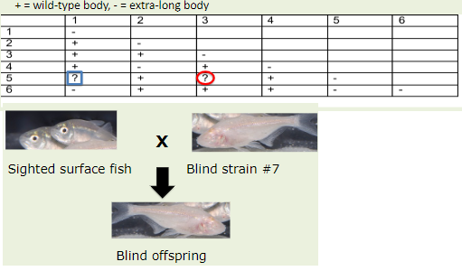 <p>A researcher mutagenized a group of butterflies and isolated 6 butterflies with extra- long bodies. Each butterfly has a recessive mutation in only one gene. The researcher performed a complementation test using the 6 butterflies and got the following results. </p><p></p><p>Complete the chart. </p><p></p><p>Can we use the Strain #7 fish for complementation testing?</p>