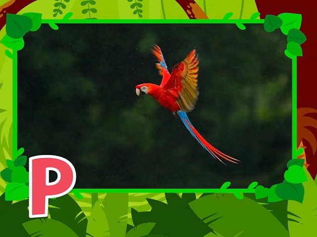 <p>parrot</p>