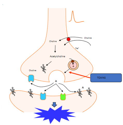 <p>Vesicles containing <strong>acetylcholine</strong> collide with the cell membrane.</p><p>This process is <strong>calcium-dependent</strong>.</p>