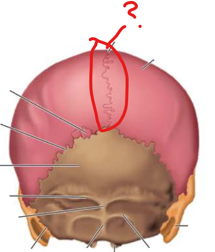 <p>Sagittal Suture</p>