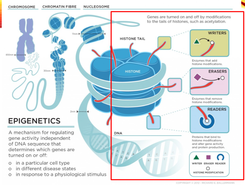 <p>Histone methylation is complex.</p><p>It can either repress or activate transcription depending on where it occurs.</p>