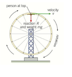 The reaction and the weight provide the centripetal force

mg + R = mv^2 / r(radius)
at a particular speed v^2 = gr then R = 0 so there would be no force on the person due to the wheel as R =mv^2 / r - mg 