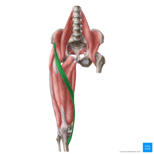 <p>AMF</p><p>Anterior, superior iliac spine</p><p>Medial surface of tibia</p><p>Flexes knee; flexes and rotates thigh laterally</p><p>Knee/hip</p>