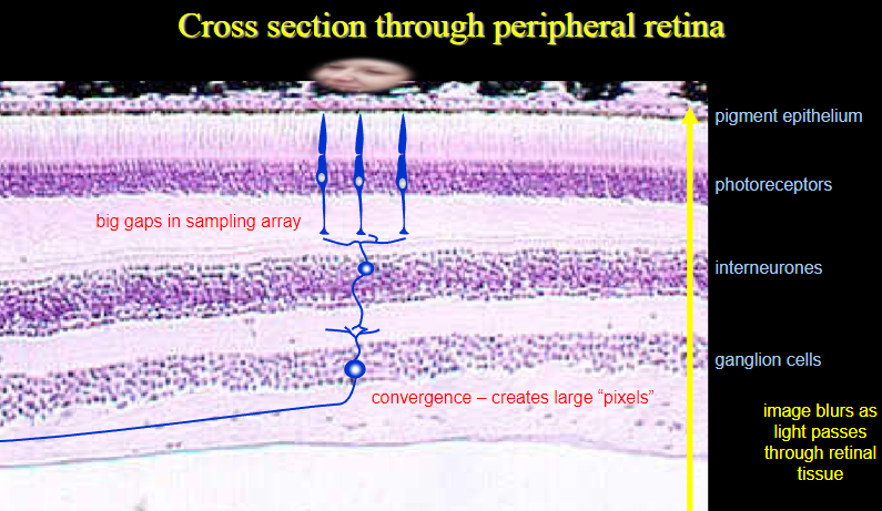 <p><strong>Convergence:</strong> Multiple photoreceptors (rods) send their signals to a single ganglion cell, creating large “pixels.”</p><p><strong>Lower resolution:</strong> This convergence results in a decrease in visual sharpness, making peripheral vision less detailed.</p><p><strong>Image blurring:</strong> As light passes through the retinal tissue, the image becomes blurred due to the large sampling area and reduced resolution.</p>