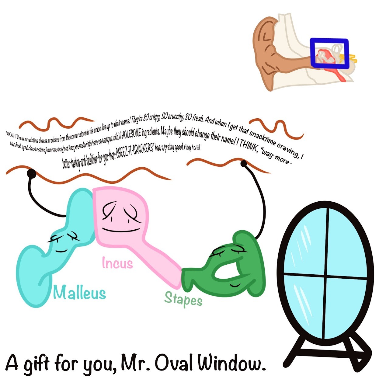 <p>The 3 bones of the <span class="tt-bg-blue">middle ear transmit the vibrations</span> to the oval window</p>