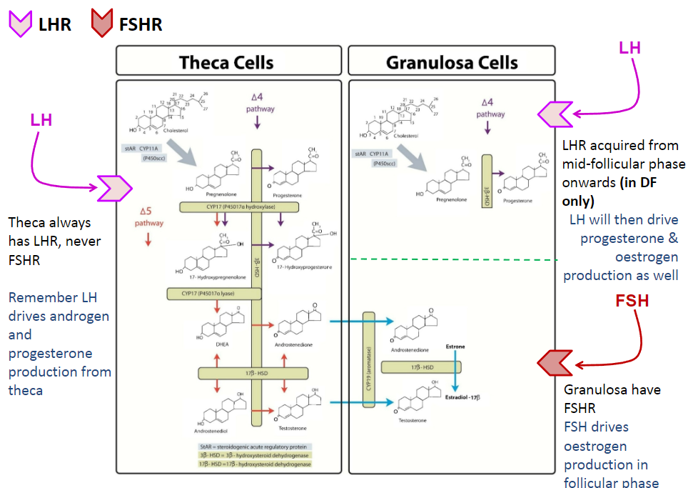 <p><strong>Theca cells</strong> always have <strong>LHR</strong> (Luteinizing Hormone Receptor), but never <strong>FSHR</strong> (Follicle Stimulating Hormone Receptor).</p><p><strong>LH</strong> stimulates the theca cells to produce <strong>androgens</strong> and <strong>progesterone</strong>.</p><p><strong>Granulosa cells</strong> have <strong>FSHR</strong>, which allows them to respond to <strong>FSH</strong>.</p><p><strong>FSH</strong> stimulates <strong>granulosa cells</strong> to produce <strong>estrogen</strong> during the follicular phase.</p><p><strong>LHR</strong> is acquired by granulosa cells from the <strong>mid-follicular phase onwards</strong>, but only in the <strong>dominant follicle (DF)</strong>, enabling <strong>LH</strong> to also drive <strong>progesterone</strong> and <strong>estrogen</strong> production in the later stages.</p>