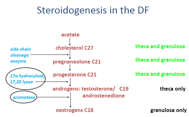 <p><strong>Acetate</strong> is the precursor molecule used to produce <strong>cholesterol (C27)</strong>.</p><p><strong>Cholesterol (C27)</strong> is converted to <strong>pregnenolone (C21)</strong>.</p><p><strong>Pregnenolone (C21)</strong> is then converted to <strong>progesterone (C21)</strong>.</p><p>In the <strong>theca cells</strong>, <strong>androgens</strong> such as <strong>testosterone (C19)</strong> and <strong>androstenedione (C19)</strong> are produced.</p><p>In the <strong>granulosa cells</strong>, <strong>estrogens (C18)</strong> are synthesized, primarily through the conversion of androgens.</p>