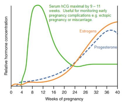 <p>Serum hCG levels are maximal between 9 and 11 weeks of pregnancy.</p><p>hCG is useful for monitoring early pregnancy complications, such as ectopic pregnancy or miscarriage.</p>