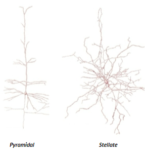 <p>Neurons can be classified by their dendritic trees and dendritic spines into categories such as stellate and pyramidal neurons.</p>