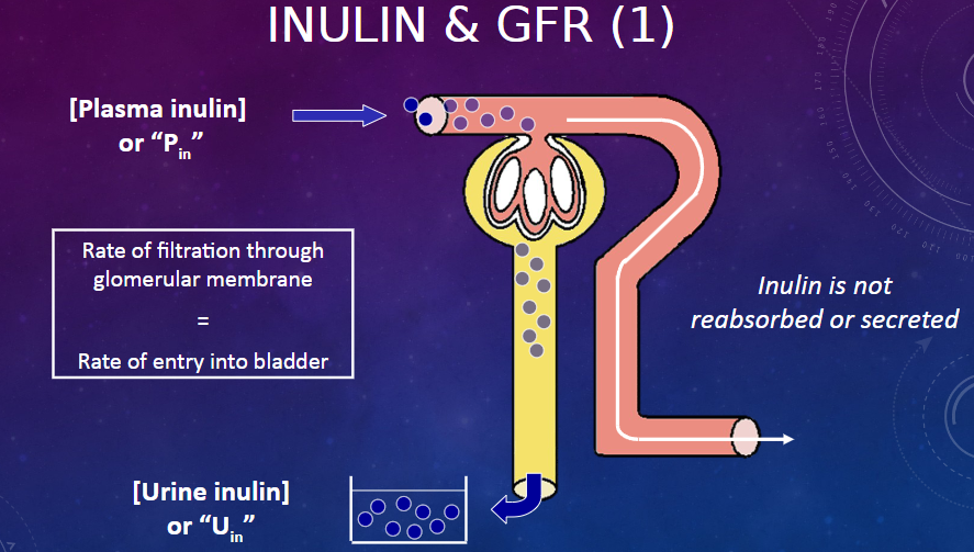 <p>PictureS demonstrating inulin and GFR</p>