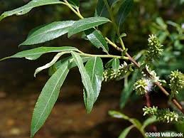 <p><em>Salix sericea</em></p><p><em>simple/alternate</em></p>