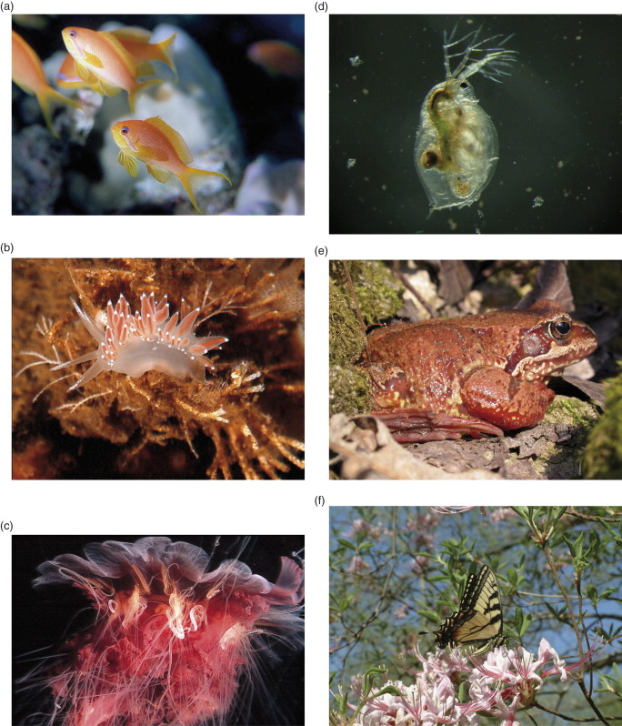 <p>Organisms whose body temperature varies with the temperature of their environment</p>