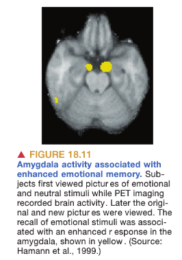 <p>The amygdala gives emotional content to memories, particularly in fear conditioning.</p><p>It is involved in conditions such as PTSD.</p>