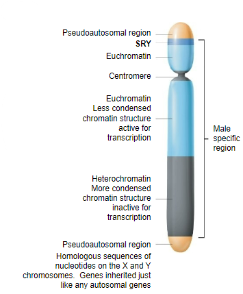 <p>The SRY (Sex-determining Region Y) gene switches on briefly during embryo development (&gt;week 7) to make the gonad into a testis.</p><p>In its absence, an ovary is formed.</p>