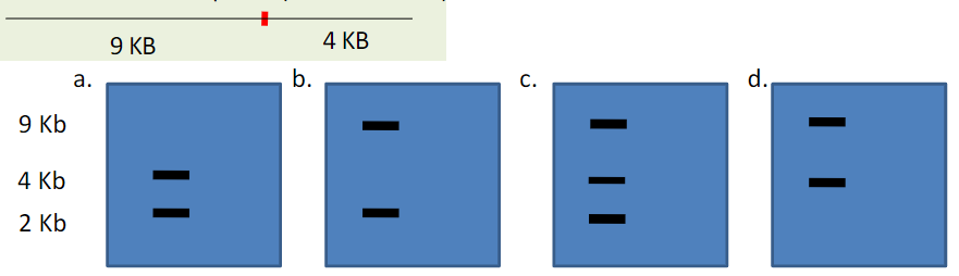 <p>Cystic fibrosis is an autosomal recessive disease. You isolate the CFTR gene from an unaffected person and cut the DNA with the restriction enzyme NotI. NotI cuts the DNA into two pieces: a 9 KB and a 4 KB piece. </p><p></p><p>A common missense mutation in the CFTR gene introduces a new NotI restriction enzyme cut site. As a result the NotI enzyme cuts the CFTR gene into three pieces: 9 KB, 2 KB and 2 KB.</p><p></p><p>If you amplify DNA from a heterozygote, and perform Not1 digestion which of the following results would you expect?</p>