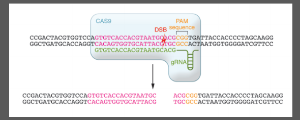 <p>CRISPR is a bacterial immune system with clustered short palindromic repeats.</p><p>Cas9 (CRISPR-associated protein 9) is an endonuclease that cuts DNA.</p><p>The Protospacer is the target sequence of guide RNA.</p><p>The PAM (Protospacer Adjacent Motif) is a short sequence needed for Cas9 to bind and cut DNA.</p><p>Cas9 binds to the guide RNA and PAM, creating a Double-Strand Break (DSB) 3 base pairs upstream of PAM.</p><p>Mutations are introduced through NHEJ (Non-Homologous End Joining) or HDR (Homology-Directed Repair).</p>