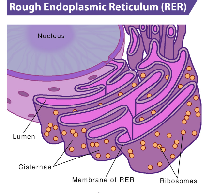 <p>membranous organelle that is responsible for storing ribosomes as well as transporting the ribosomes to the Golgi apparatus </p>