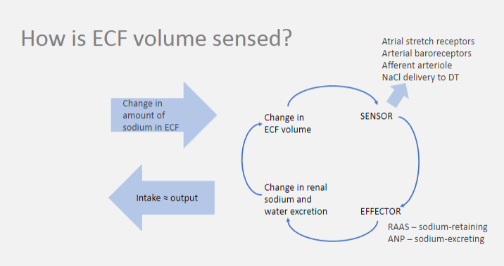 <p>❀ Extracellular fluid volume is sensed through changes in renal sodium and water excretion.</p>
